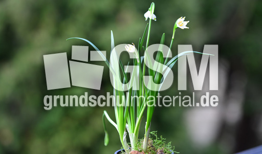 Märzenbecher (6).jpg